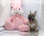 Small Photo #2 French Bulldog Puppy For Sale in BENTLEYVILLE, OH, USA