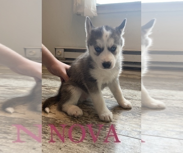 Medium Photo #3 Siberian Husky Puppy For Sale in ALBION, IN, USA
