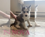 Small Photo #3 Siberian Husky Puppy For Sale in ALBION, IN, USA