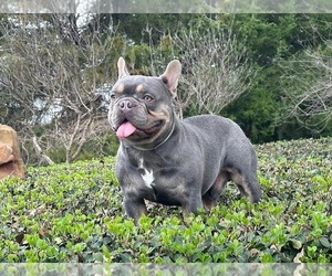 Father of the French Bulldog puppies born on 05/03/2025