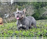 Small Photo #1 French Bulldog Puppy For Sale in WINNSBORO, TX, USA