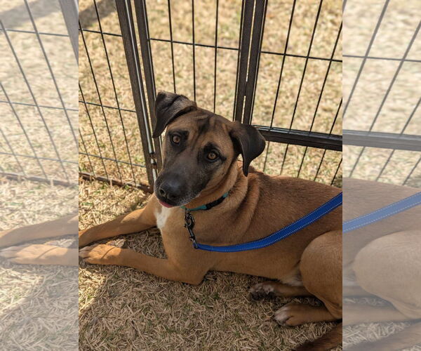 Medium Photo #1 Mutt Puppy For Sale in El Centro, CA, USA