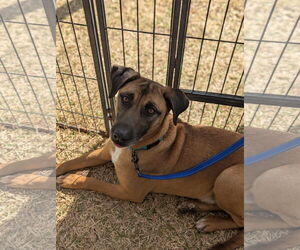 Mutt Dogs for adoption in El Centro, CA, USA