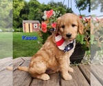 Small Photo #5 Goldendoodle Puppy For Sale in FENWICK, MI, USA