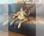 Small #2 German Shepherd Dog Mix