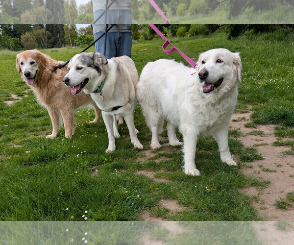 Medium Photo #5 Great Pyrenees Puppy For Sale in Spring, TX, USA