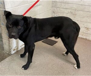 American Pit Bull Terrier Dogs for adoption in San Bernardino, CA, USA