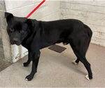 Small American Pit Bull Terrier