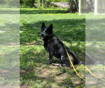Small #1 Mutt
