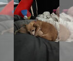Small #4 Chihuahua Mix