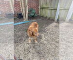 Small #2 Golden Retriever Mix