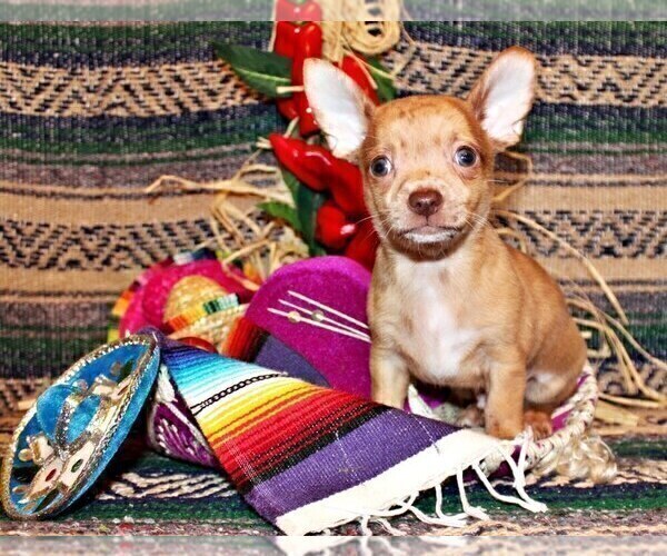 Medium Photo #5 Chihuahua Puppy For Sale in CHARLESTON, AR, USA