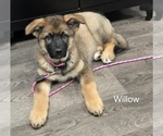 Puppy Willow Alaskan Shepherd