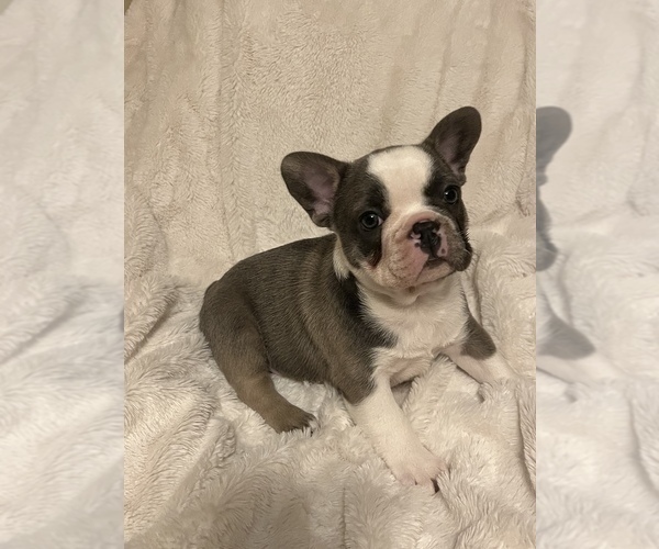 Medium Photo #9 French Bulldog Puppy For Sale in SEBRING, FL, USA