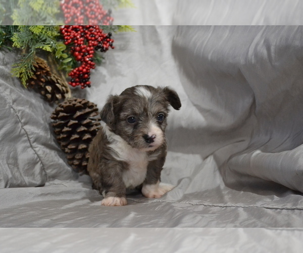 Medium Photo #1 Chihuahua-Poodle (Toy) Mix Puppy For Sale in GREENWOOD, WI, USA