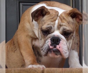 English Bulldog Puppy for sale in GLADSTONE, VA, USA