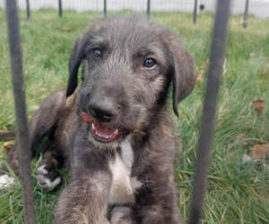 Irish Wolfhound Puppy for sale in CO SPGS, CO, USA