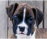 Small Photo #15 Boxer Puppy For Sale in WAKARUSA, IN, USA