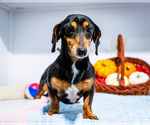 Oscar - Male Dachshund Puppy for Sale - Photo #2
