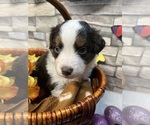 Small Photo #3 Miniature Australian Shepherd Puppy For Sale in WILLIS, VA, USA