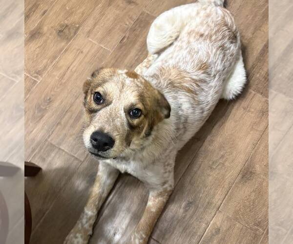 Medium Photo #1 Mutt Puppy For Sale in Woodbury, NY, USA