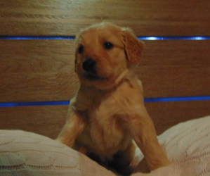 Goldendoodle Puppy for sale in MIDLAND, TX, USA