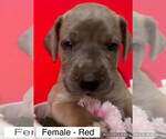 Puppy Puppy 4 Female Great Dane
