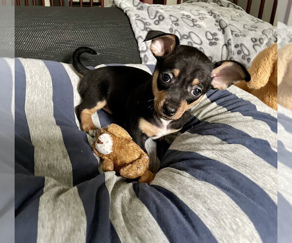 Medium Photo #3 Chipin Puppy For Sale in Shermans Dale, PA, USA
