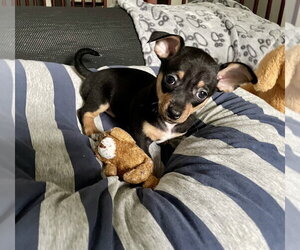 Venice - Female Chipin Dog for Adoption - Photo #3