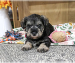 Small Schnauzer (Miniature)