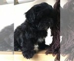 Small Photo #3 ShihPoo Puppy For Sale in CLARE, MI, USA