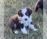Small #1 Miniature Australian Shepherd