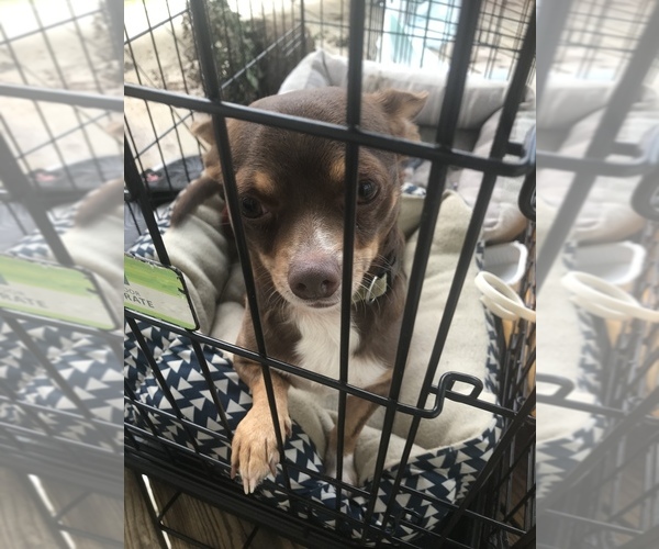Medium Photo #1 Chihuahua Puppy For Sale in DALE CITY, VA, USA