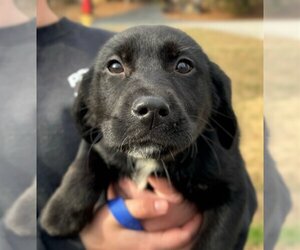 Sheprador Dogs for adoption in Yardley, PA, USA