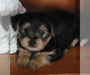 Yorkshire Terrier Puppy for sale in SPEEDWELL, VA, USA