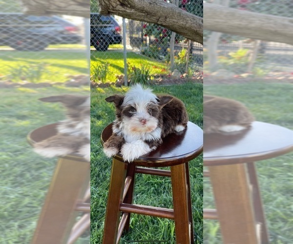 Medium Photo #2 Yorkshire Terrier Puppy For Sale in CHULA VISTA, CA, USA