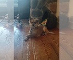 Small #3 Pomeranian