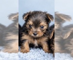 Puppy 2 Yorkshire Terrier