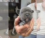 Small #18 French Bulldog