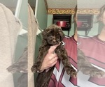 Small Photo #11 Golden Mountain Doodle  Puppy For Sale in REYNOLDSBURG, OH, USA