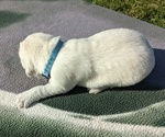 Small #13 English Cream Golden Retriever