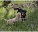 Small #2 Dachshund Mix