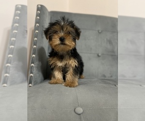 Yorkshire Terrier Puppy for sale in OAK LAWN, IL, USA