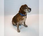 Small Photo #13 Bulldog-Unknown Mix Puppy For Sale in Kennesaw, GA, USA