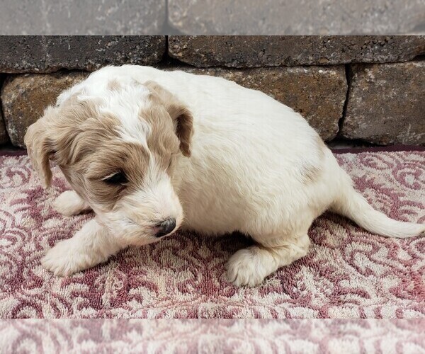 Medium Photo #3 Goldendoodle-Poodle (Toy) Mix Puppy For Sale in MENOMONEE FALLS, WI, USA