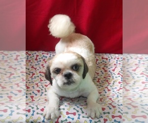 Shih Tzu Puppy for sale in PATERSON, NJ, USA
