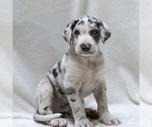 Great Dane Puppy for sale in LITITZ, PA, USA