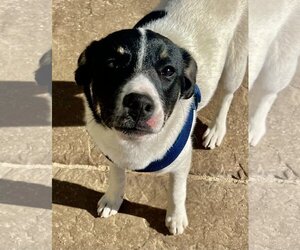 Border Collie-Unknown Mix Dogs for adoption in Lancaster, CA, USA