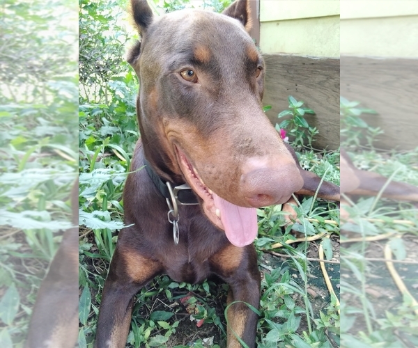 Medium Photo #1 Doberman Pinscher Puppy For Sale in DONIPHAN, MO, USA