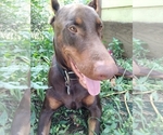 Small Photo #1 Doberman Pinscher Puppy For Sale in DONIPHAN, MO, USA